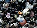 Stones and shells